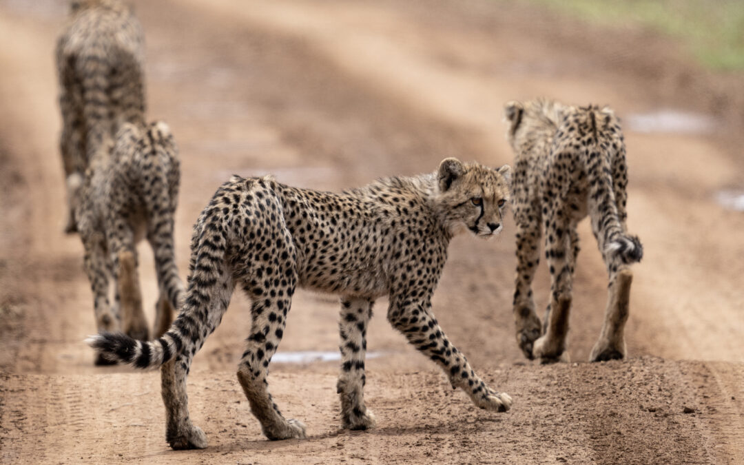 Conservation in Action: Expanding Protected Landscapes for Wildlife