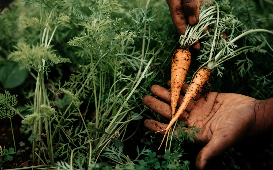 Growing Food, Growing Communities
